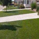 Uniformly cut grass looking down the street in a neighborhood