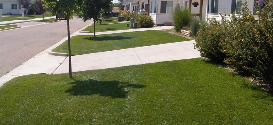 Uniformly cut grass looking down the street in a neighborhood