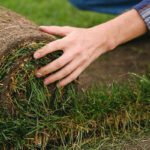 Rolling out fresh grass in the yard