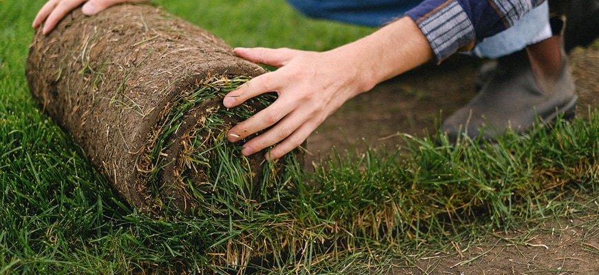 Rolling out fresh grass in the yard