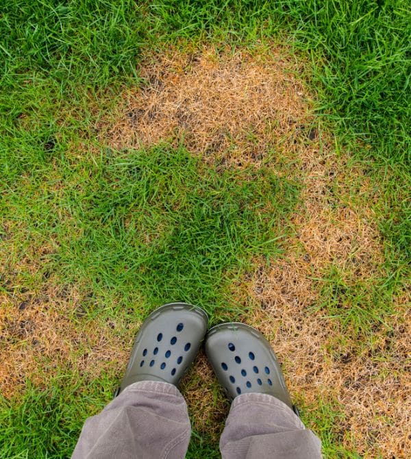 Person standing on brown patch of lawn