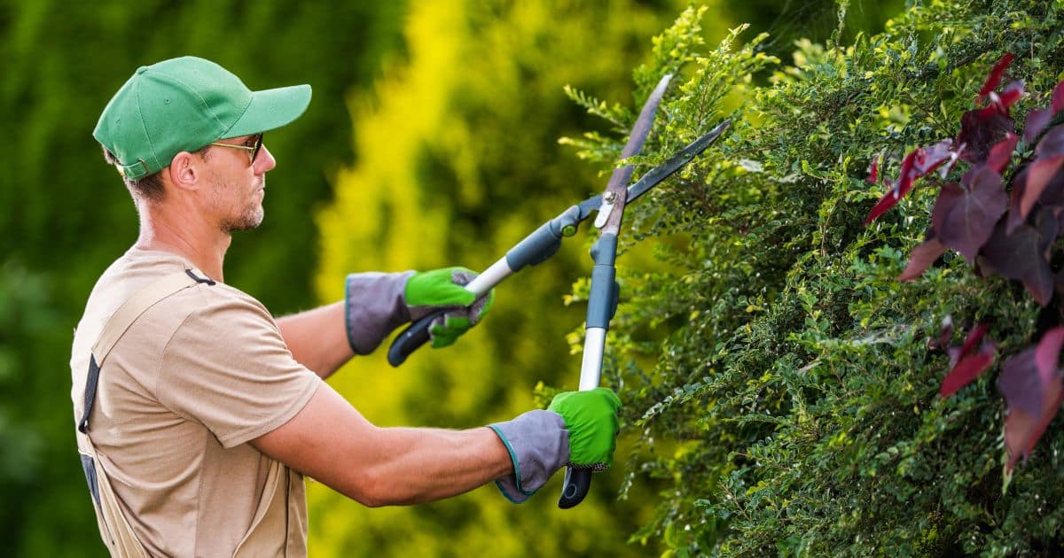 Gardener pruning plants