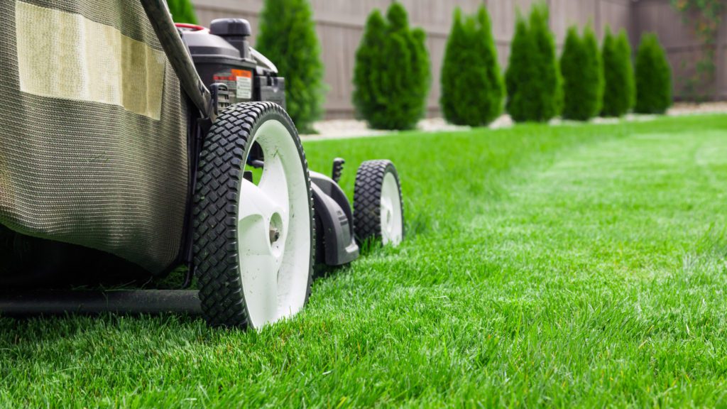 Lawn mowing done by professional with mower cutting green grass in backyard