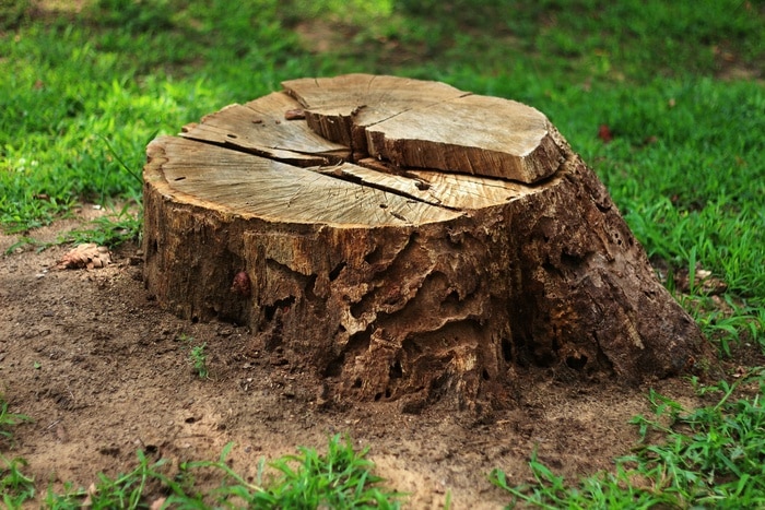 Tree stump in a lawn